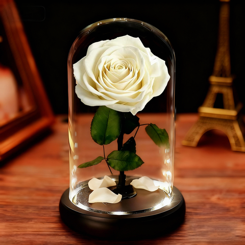 Forever Rose in Glass Dome A Memory Preserved in A Rose