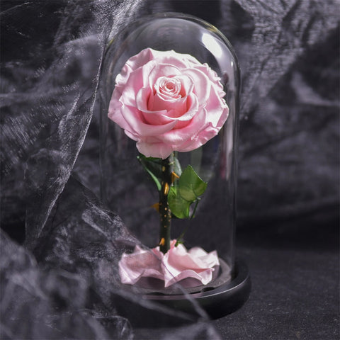 Forever Rose in Glass Dome A Memory Preserved in A Rose